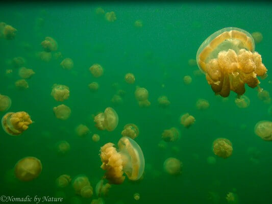 Golden Jellyfish, Jellyfish Lake, Palau