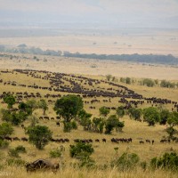 A Big Herd of Wildebeest Meandering Through the Savannah