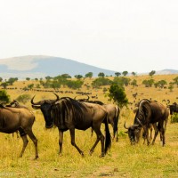 A long Line of Wildebeest Wind Through the Plains