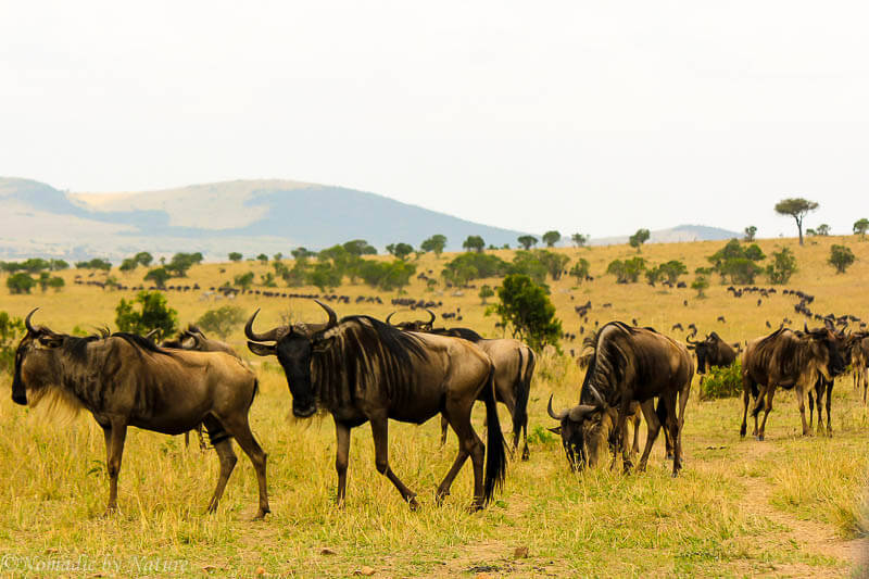 Camping with Lions in Maasai Mara • Nomadic by Nature