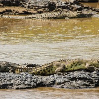 Crocodiles Waiting for a Wildebeest Crossing