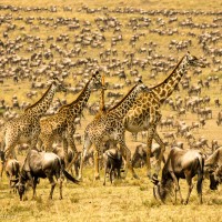 Giraffes Crossing Through The Great Migration