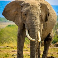 African Elephant, Maasai Mara