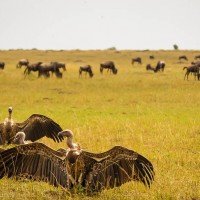 Vultures Sunning Their Wings, Maasai Mara