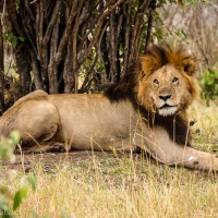 Male Lion Resting, Maasai Mara