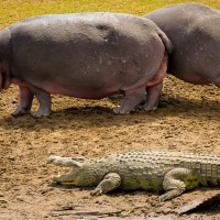 Hippos and Crocodiles, Maasai Mara