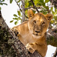 Tree Lion, Maasai Mara