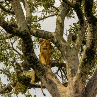Lion Scoping the Herds from a Tree, Maasai Mara