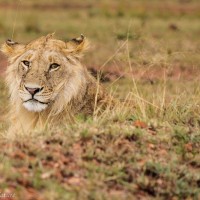 Young Male Lion Resting, Maasai Mara