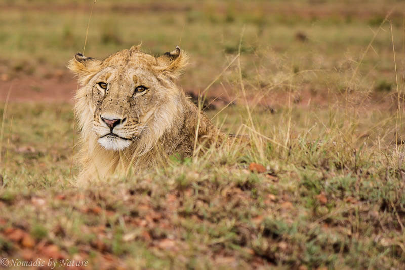 Camping with Lions in Maasai Mara • Nomadic by Nature