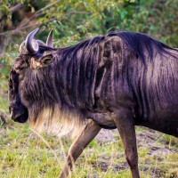 The Blue Wildebeest. Maasai Mara