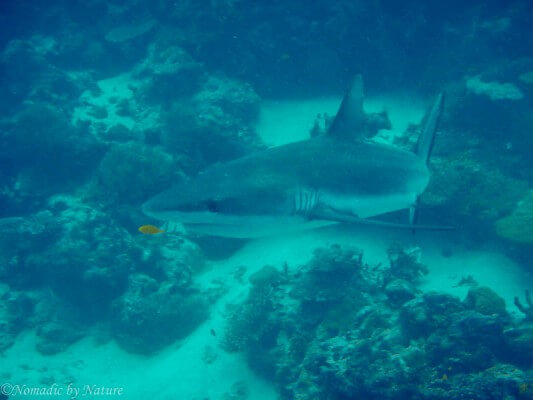 Blacktipped Reef Shark, Palau