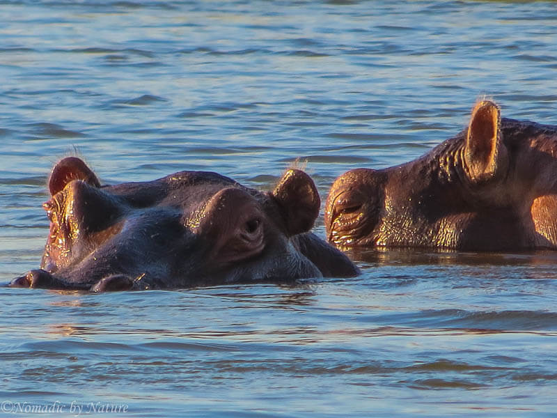 Floating Under Elephant Feet on the Great Zambezi River • Nomadic by Nature