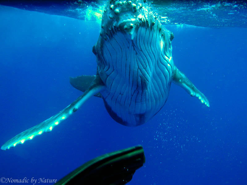 The Deep Wise Eyes of the Humpback Whale • Nomadic by Nature