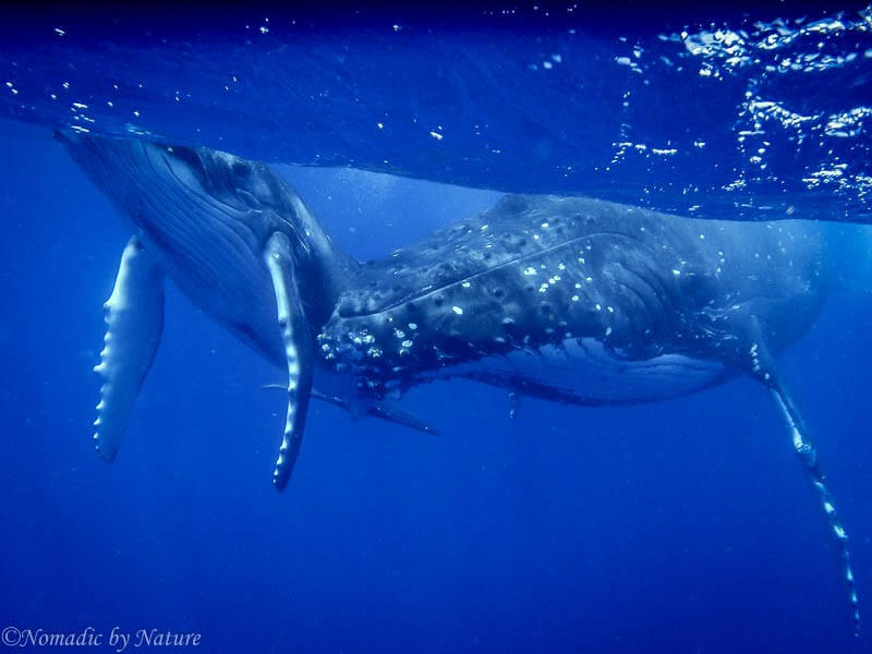 The Deep Wise Eyes Of The Humpback Whale • Nomadic By Nature