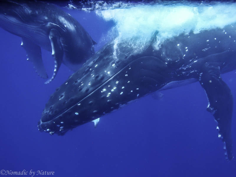 The Deep Wise Eyes of the Humpback Whale • Nomadic by Nature