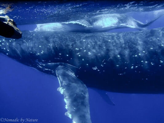 The Mother Humpback, Pushes the Calf to the Surface to Breathe