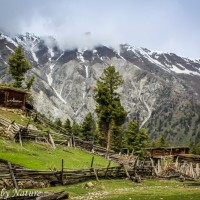 Wood Cottage in Fairy Meadows