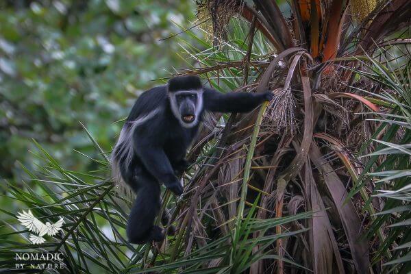 Colobus Monkey, Bigodi Wetlands, Uganda
