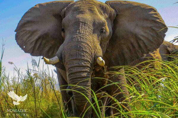 Floating under this Big Elephant on the Zambezi, Zimbabwe
