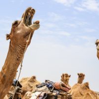 A Camel Bored of the Salt Falts, Danakil Depression, Ethiopia