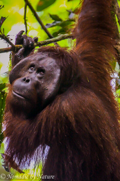 Borneo’s Danum Valley: Sabah’s Sanctuary • Nomadic by Nature