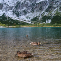 Ducks Swimming in the Green Lake, High Tatras, Slovakia
