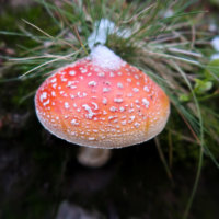 Red Spotted Mushroom in the Snow, High Tatras, Slovakia