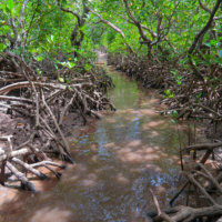 Path through the Mangrove Forest from Quirimbas Island to Ibo Island, Mozambique