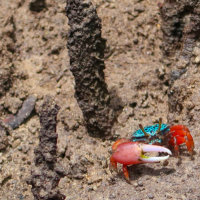 Turquoise Fiddler Crab, Ibo Island, Mozambique