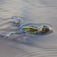 A Frog in a Puddle, Kalahari Plains, Botswana