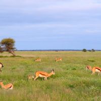 Grazers on the Kalahari Plains, Botswana