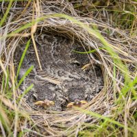 A Lark's Nest Hidden in the Savannah, Kalahari Plains, Botswana
