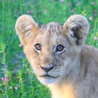 The Lion Cub's Heart Shaped Head, Kalahari Plains, Botswana