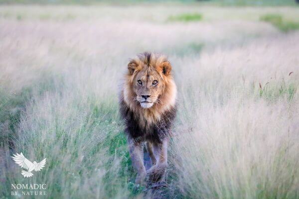 Male Lion Sauntering Towards Me, Kalahari Plains, Botswana
