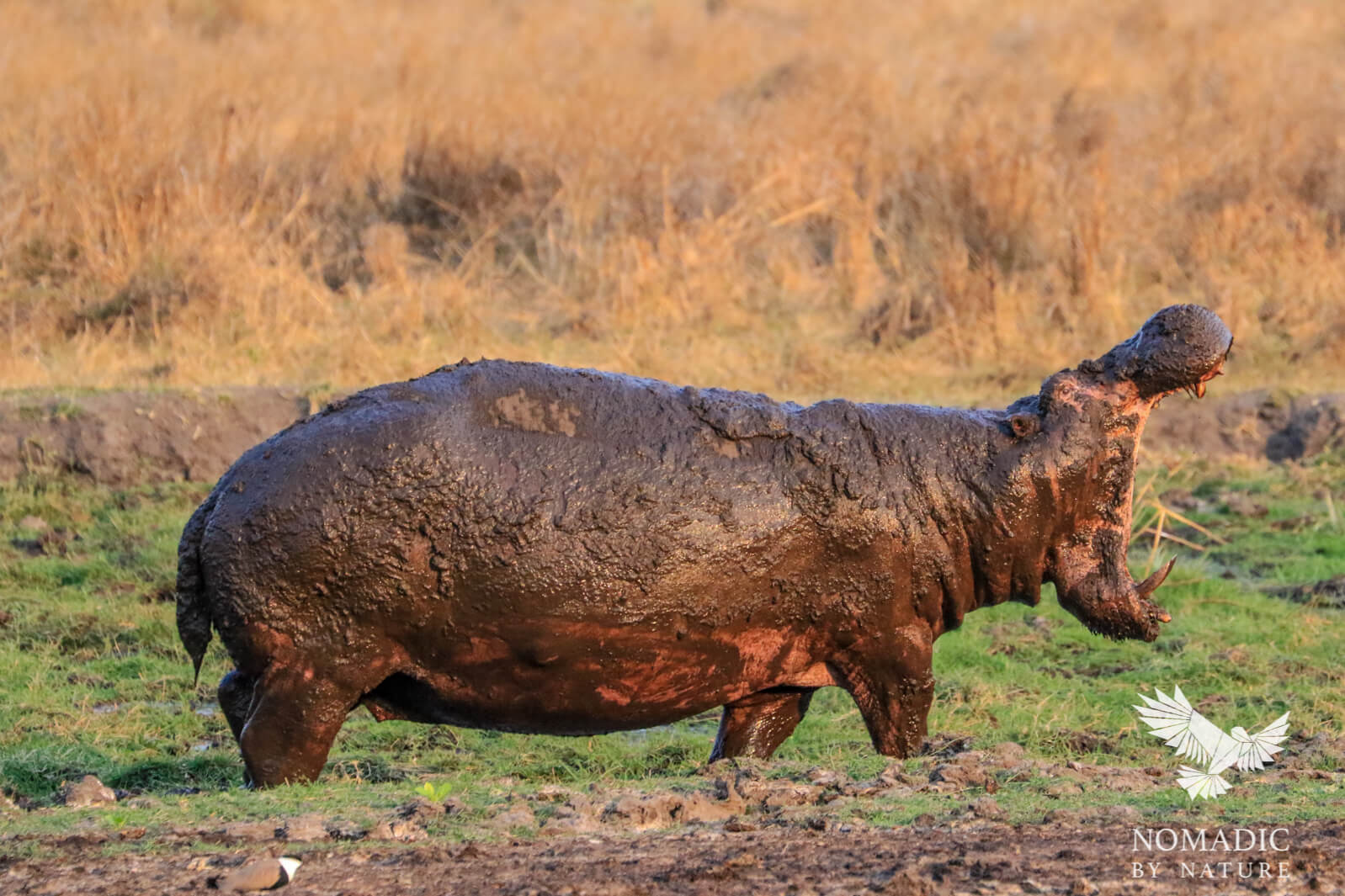 The Territorial Yawn of a Hippo, Katavi National Park, Tanzania