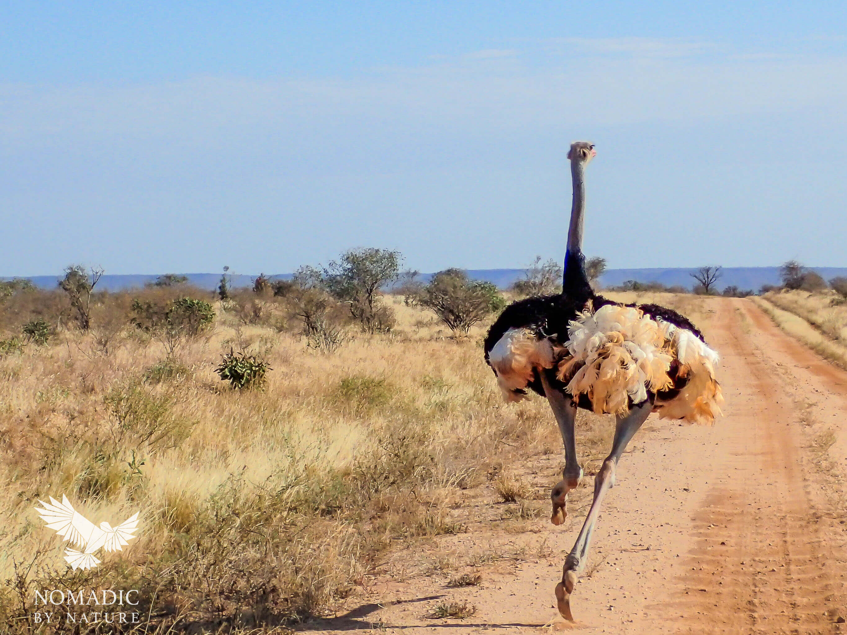 Kenya Road Trip Tips • Nomadic by Nature