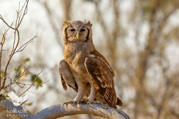 A Wise Eagle-Owl in the Forest of Khwai, Moremi Game Reserve, Botswana
