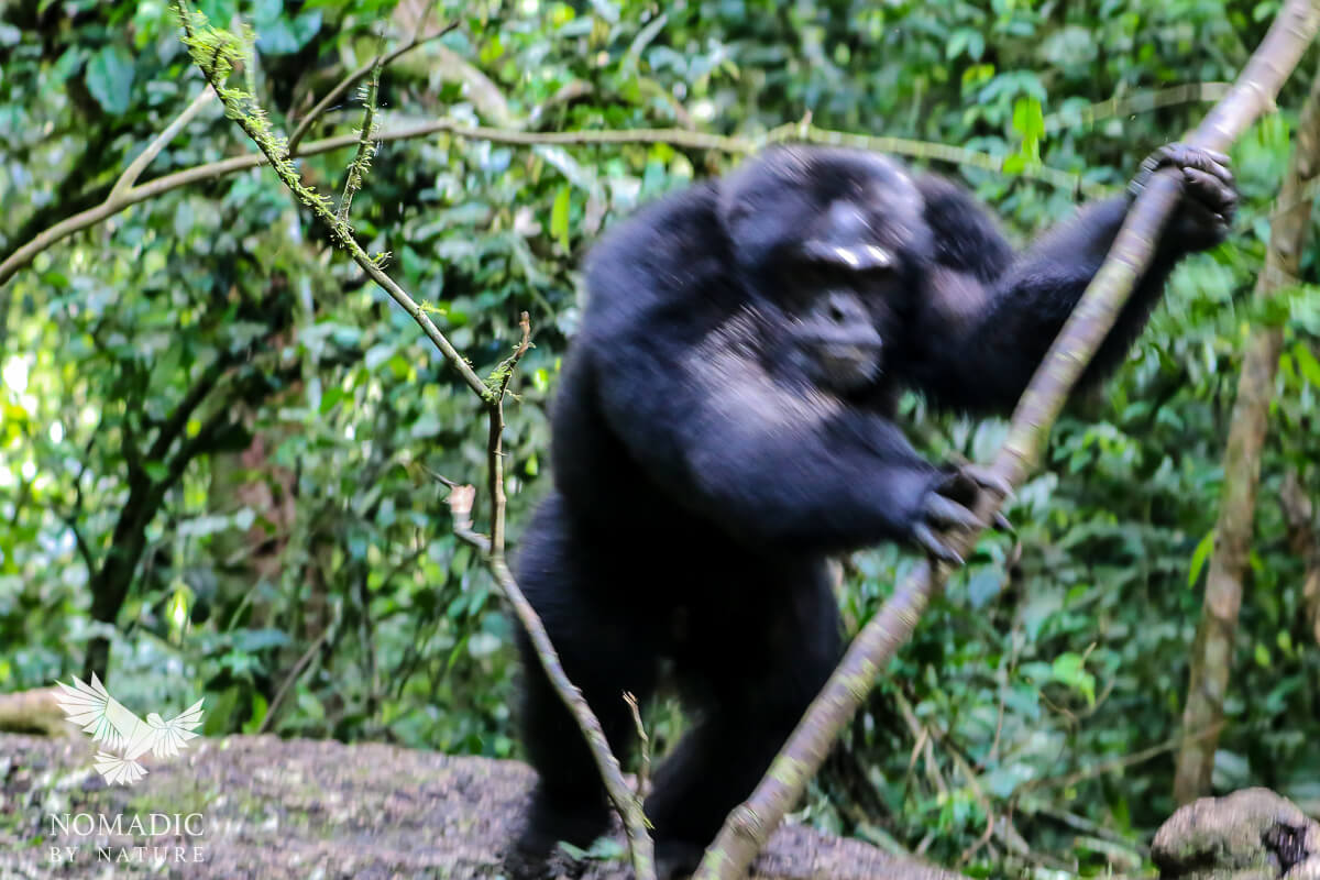 The Carnivorous Chimps of Kibale • Nomadic by Nature