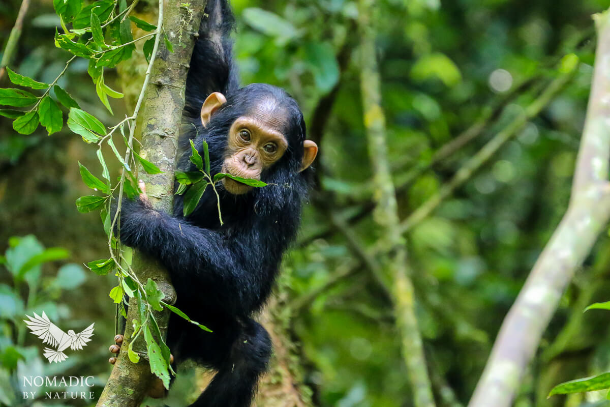 The Carnivorous Chimps Of Kibale • Nomadic By Nature