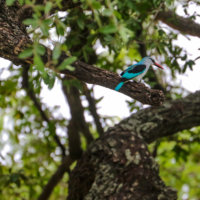 Woodland Kingfisher, Kruger National Park, South Africa