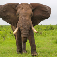 Big Elephant, Kruger National Park, South Africa