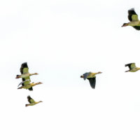 Egyptian Geese in Flight, Kruger National Park, South Africa