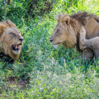 Two Male Lions Relaxing in the Shade, Kruger National Park, South Africa