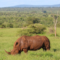 White Rhino Grazing, Kruger National Park, South Africa