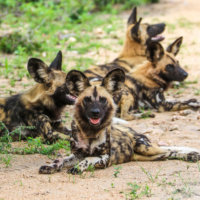 A Pack of African Painted Dogs at Rest, Kruger National Park, South Africa