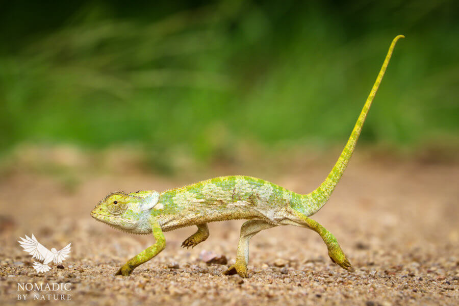 A Chameleon on the go, Kruger National Park, South Africa