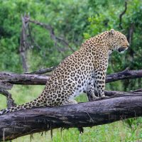 A Leopard Calling its Mate at Dawn, Hunda Islands, Jao Concession, Botswana