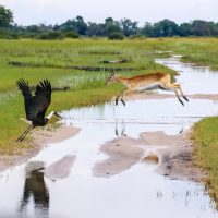 A Red Lechwe Leaping Over the Flooded Road, Jao Concession, Botswana