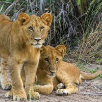 Two Male Lion Cubs Unsure What to Think of Me, Jao Concession, Okavango Delta
